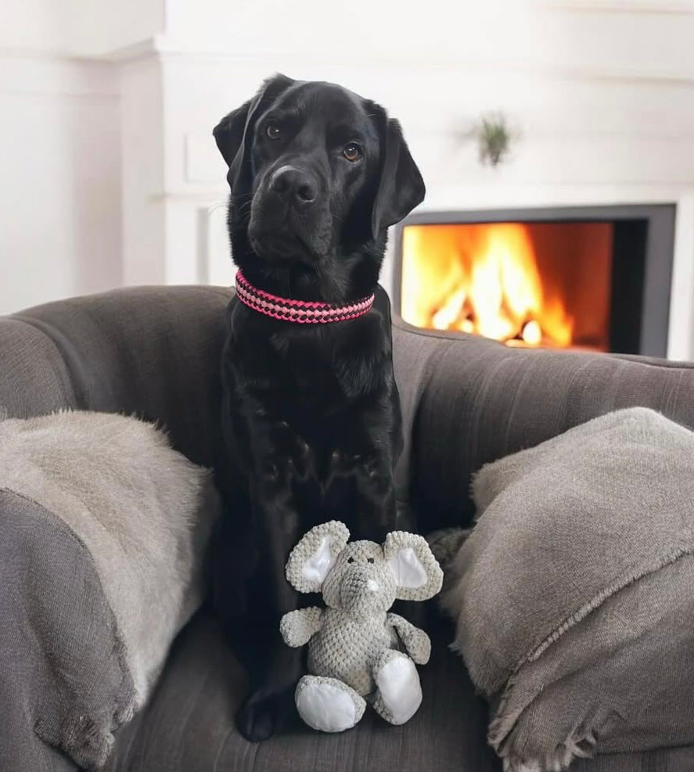 Ellie Elephant
