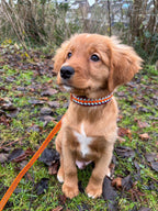 Playfull Pups - Aiko, Abby & Aspen