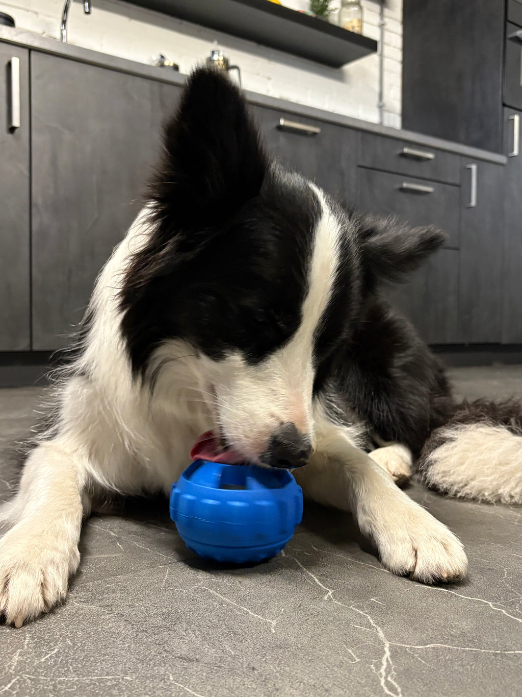 Snack ‘n Lick 2.0