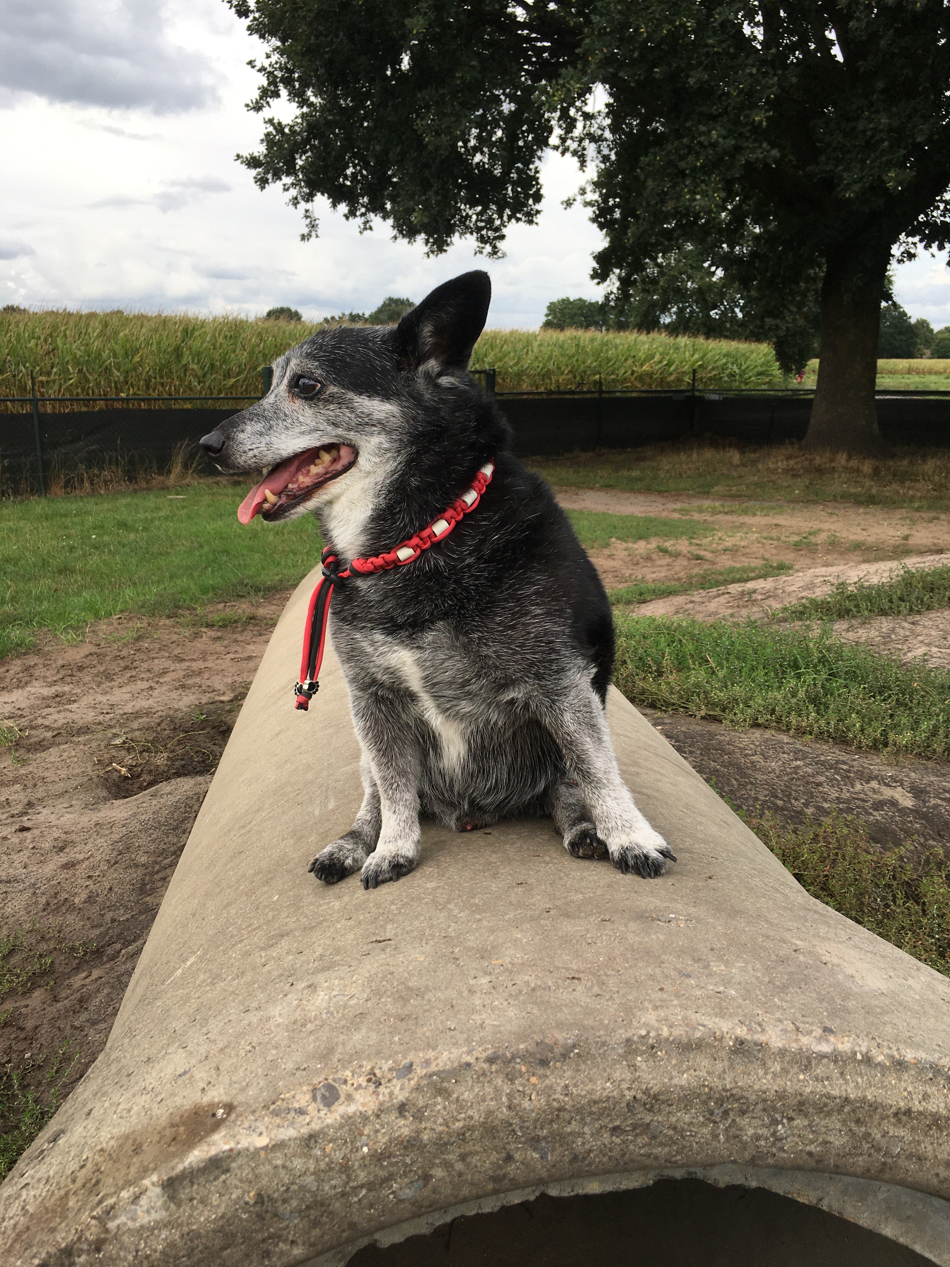 Onze mascotte hond, stralend in zijn unieke, handgemaakte FurryMuzzle halsband, symbool van ons merk en onze toewijding aan hondenliefde en kwaliteit.